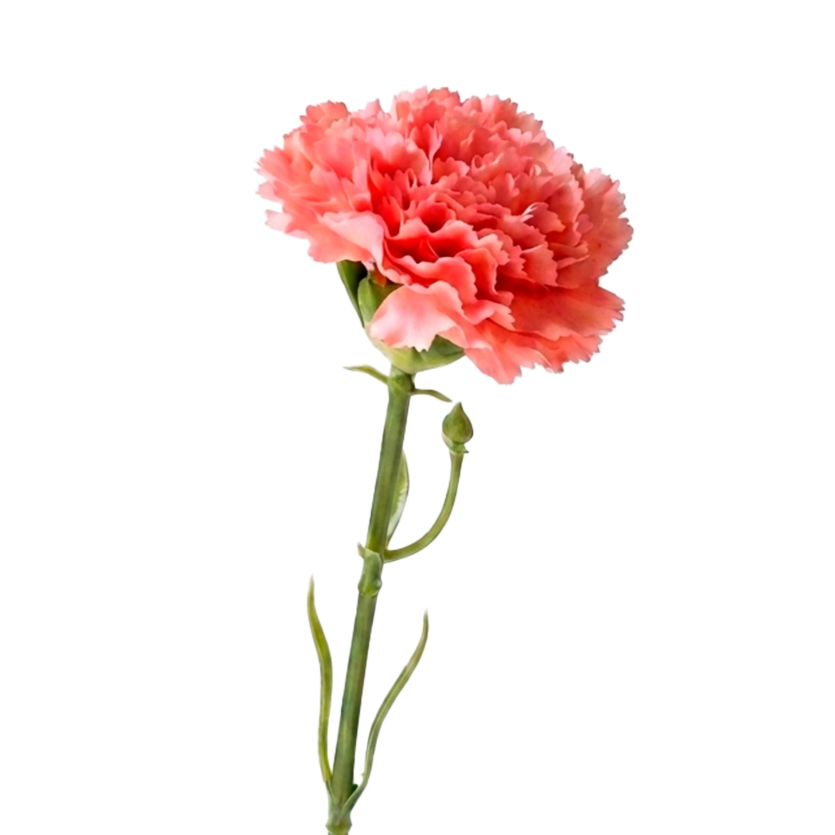 Carnation Roze 30cm