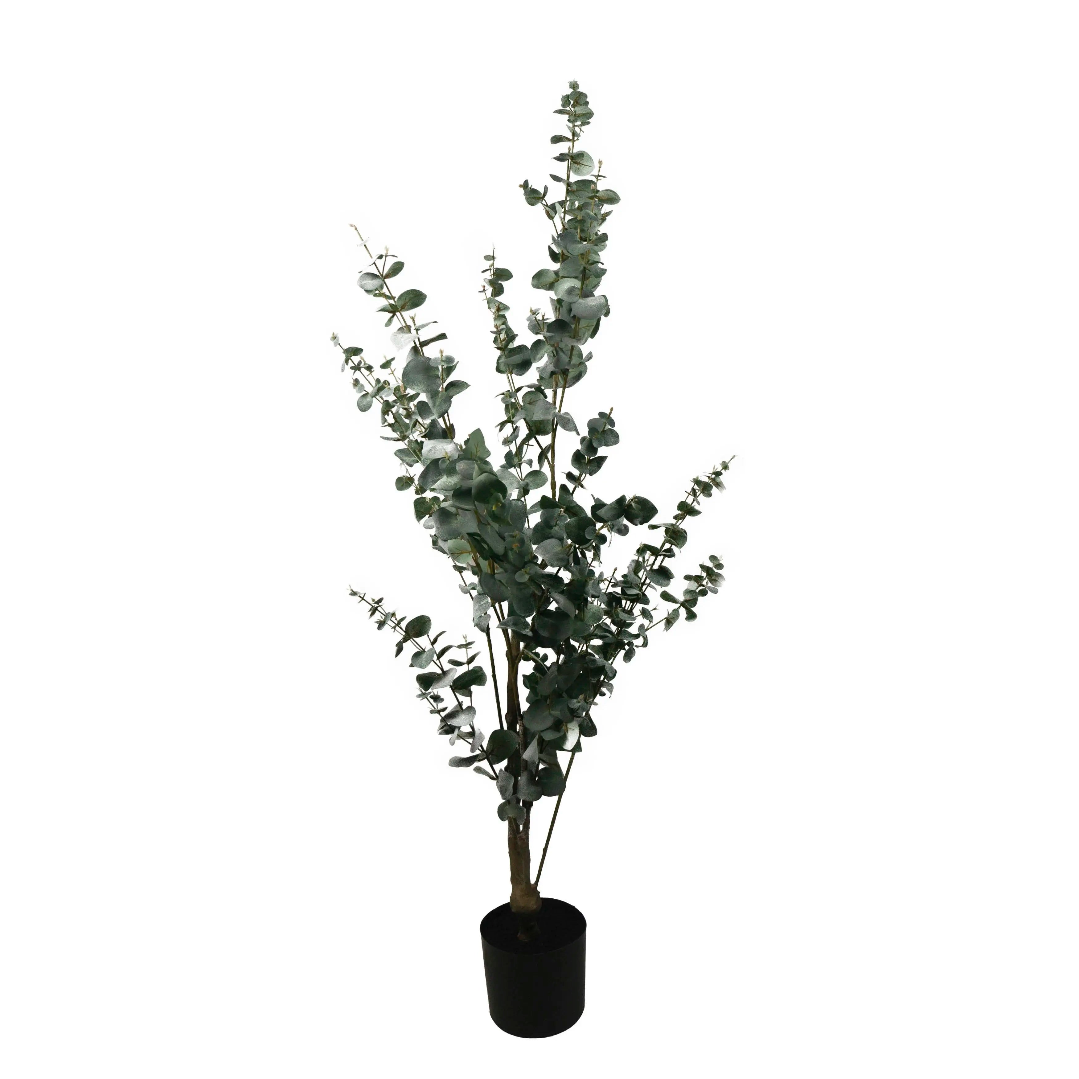 Eucalyptus globulus 150cm