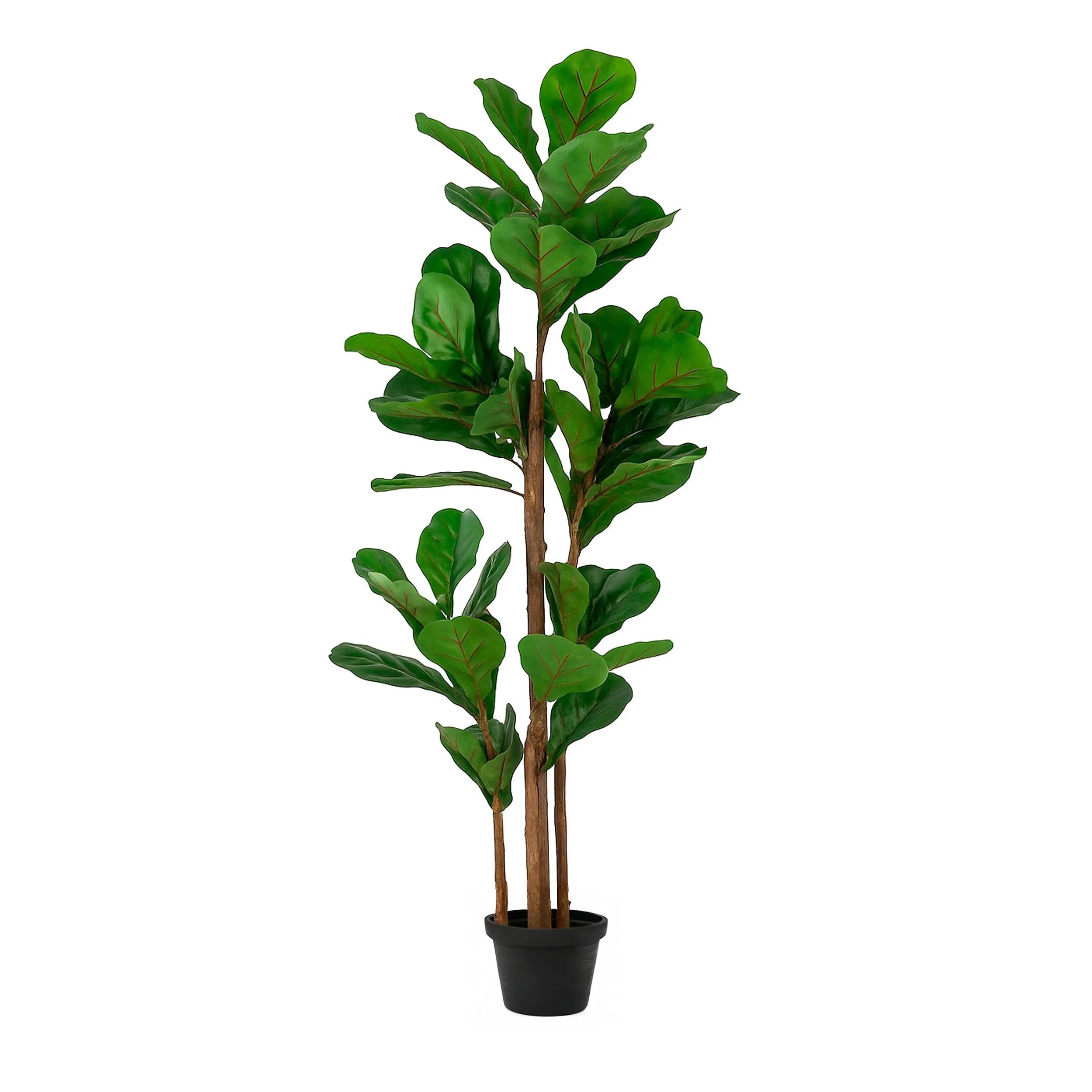 Ficus Boom 120cm