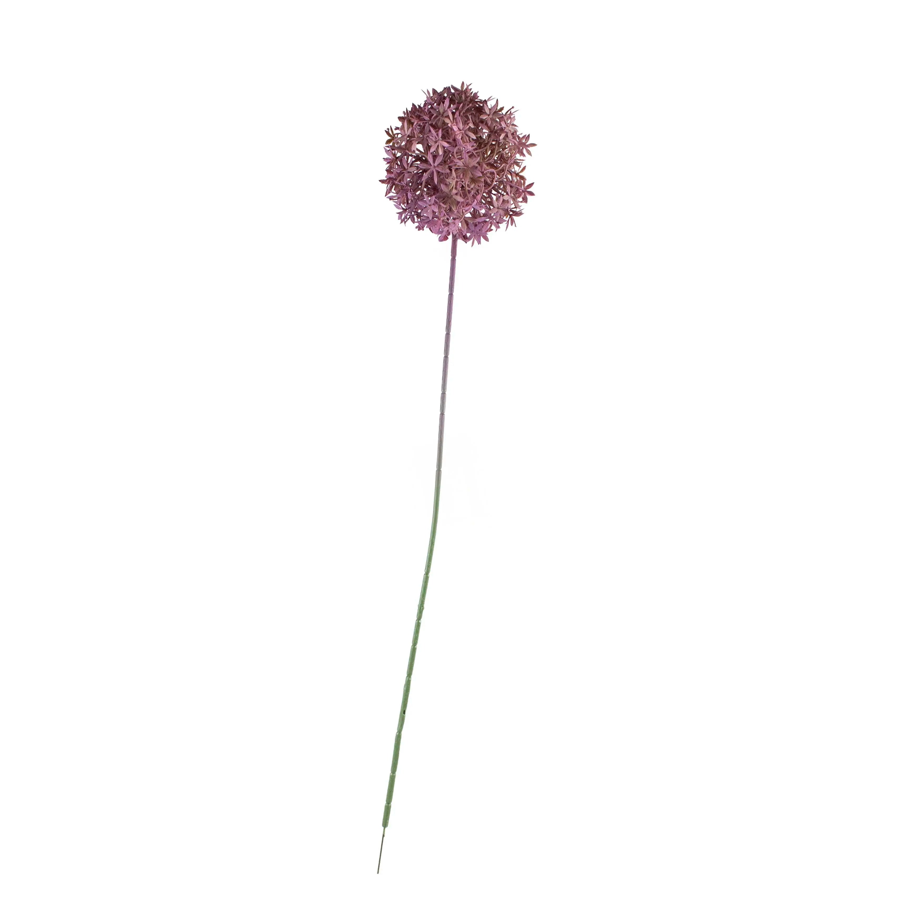 Allium Lichtpaars 75cm