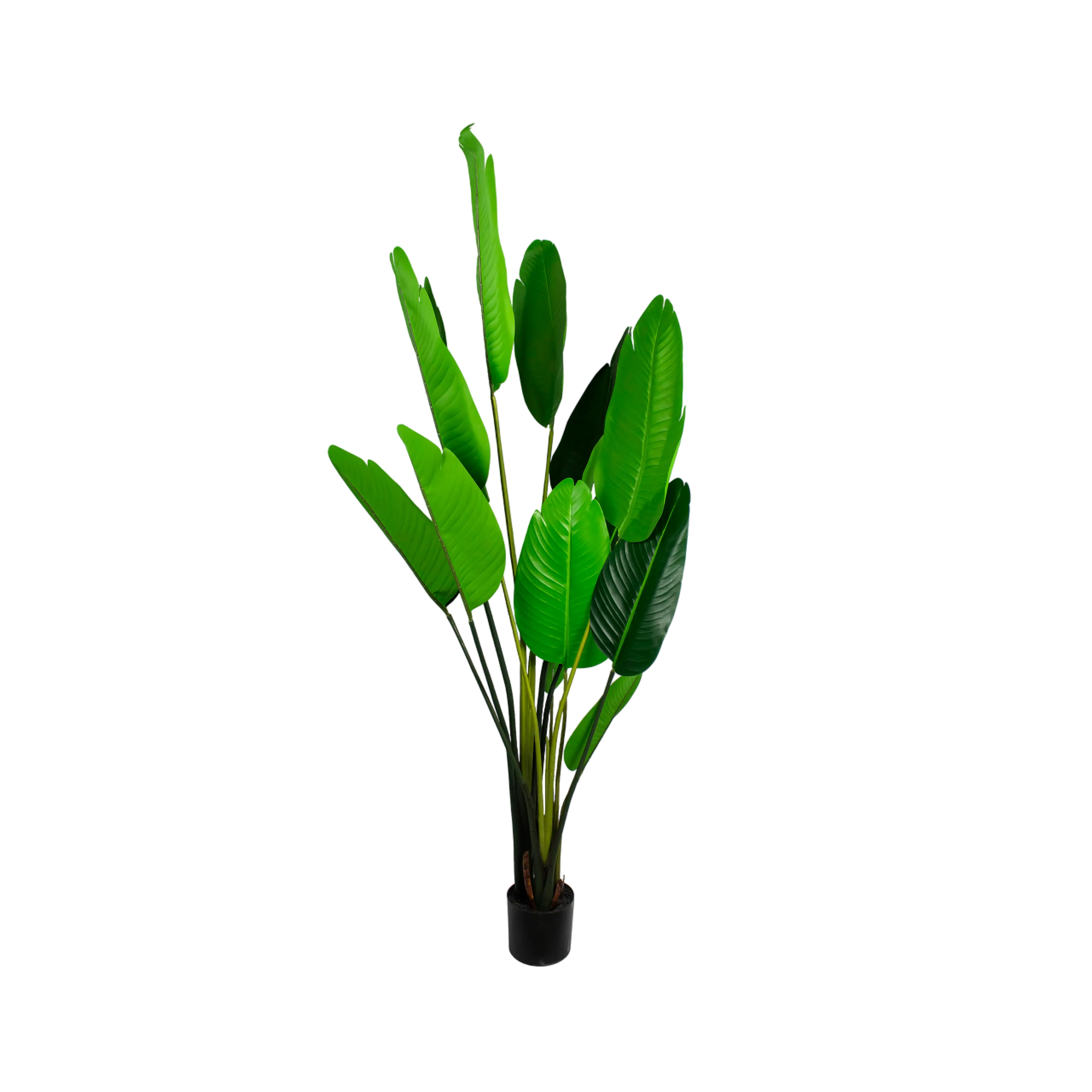 Bananenplant 160cm