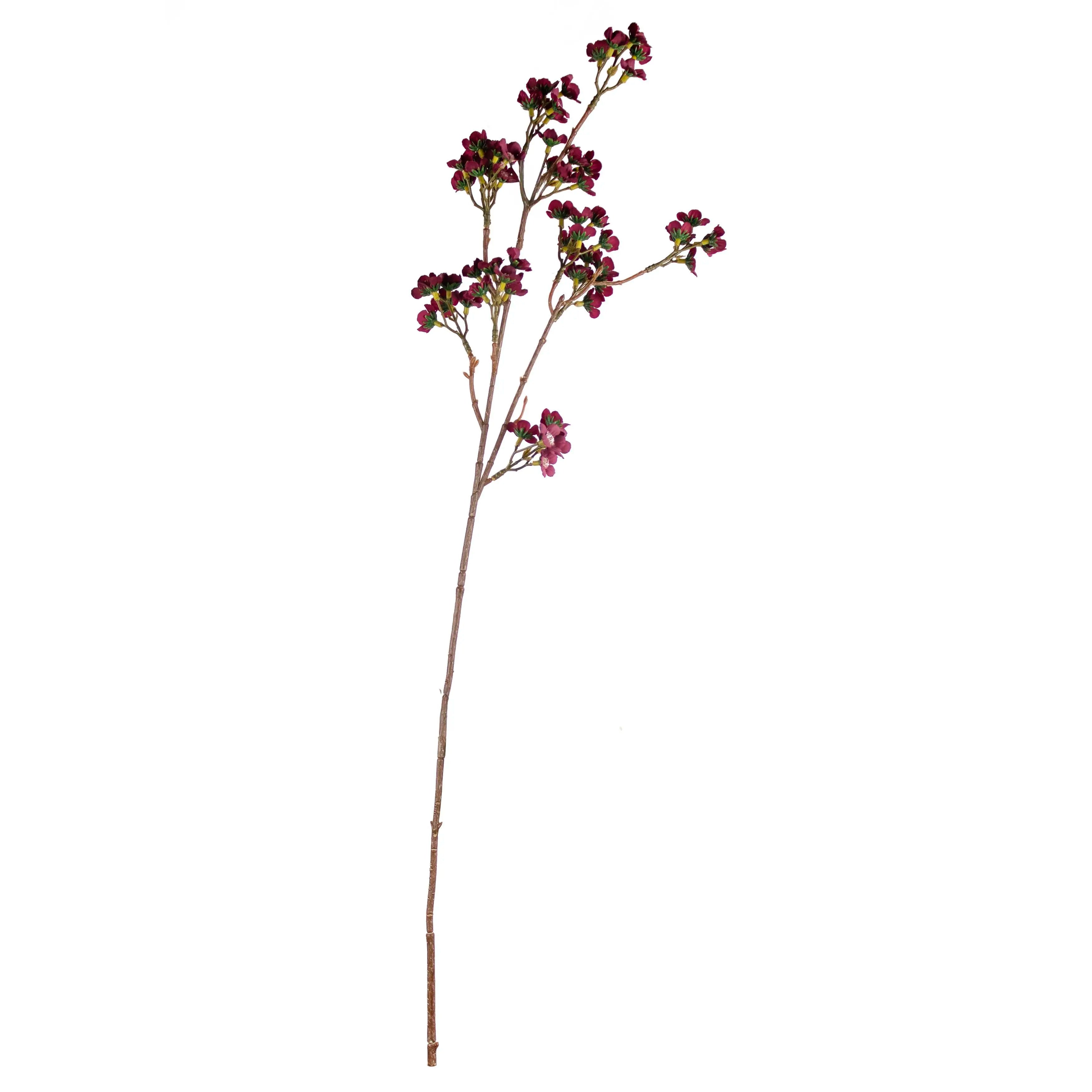 Chamelaucium Burgundy 73cm