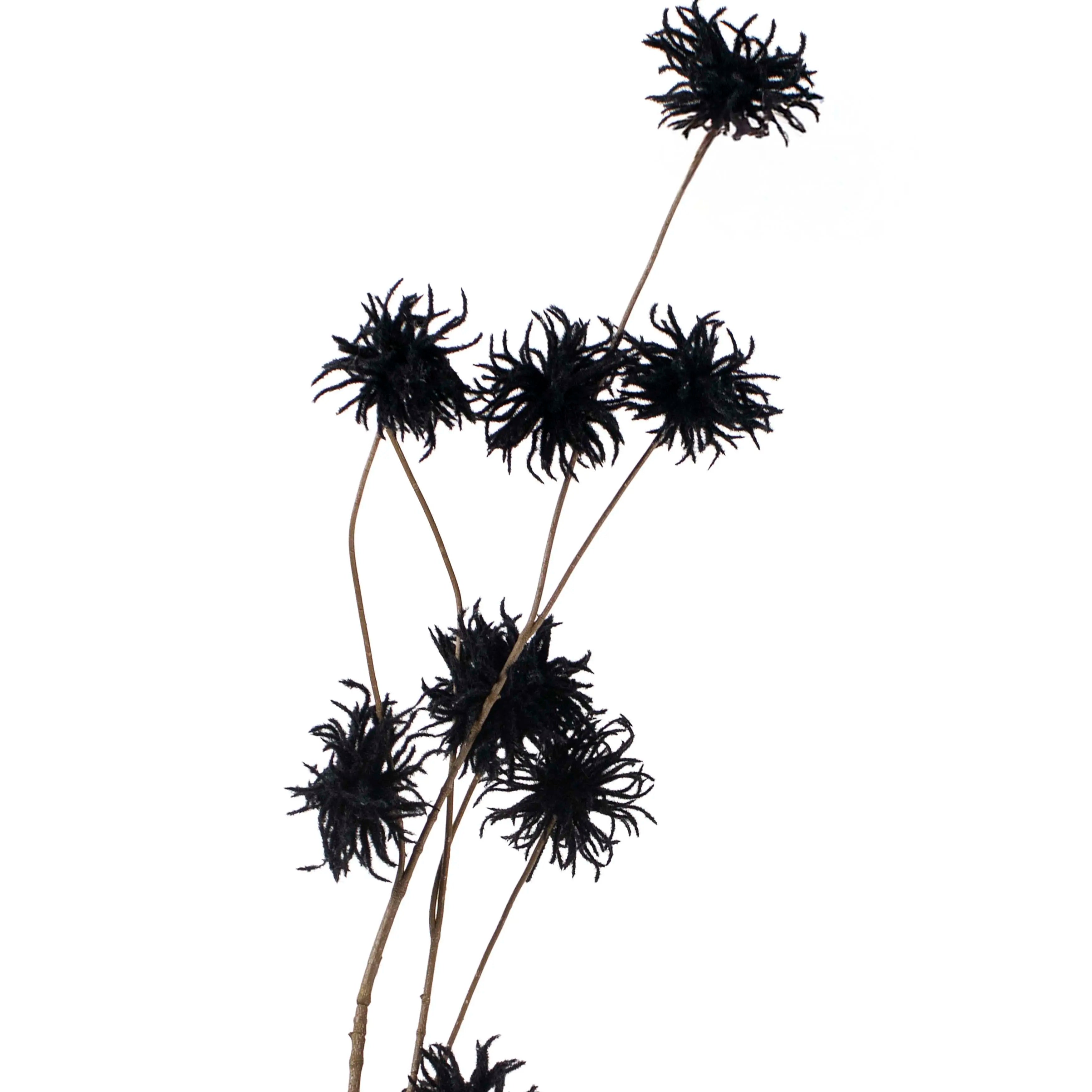 Chrysanthemum Zwart 123cm