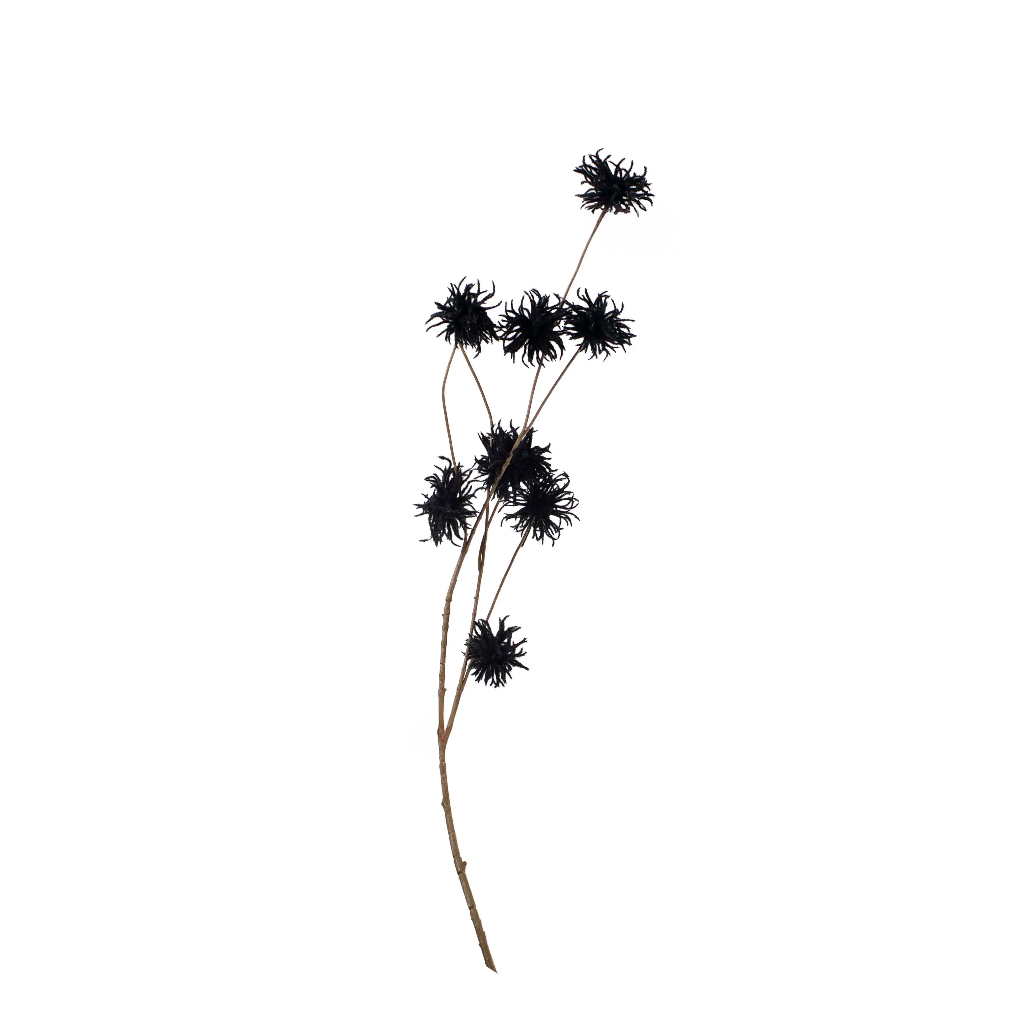 Chrysanthemum Zwart 123cm
