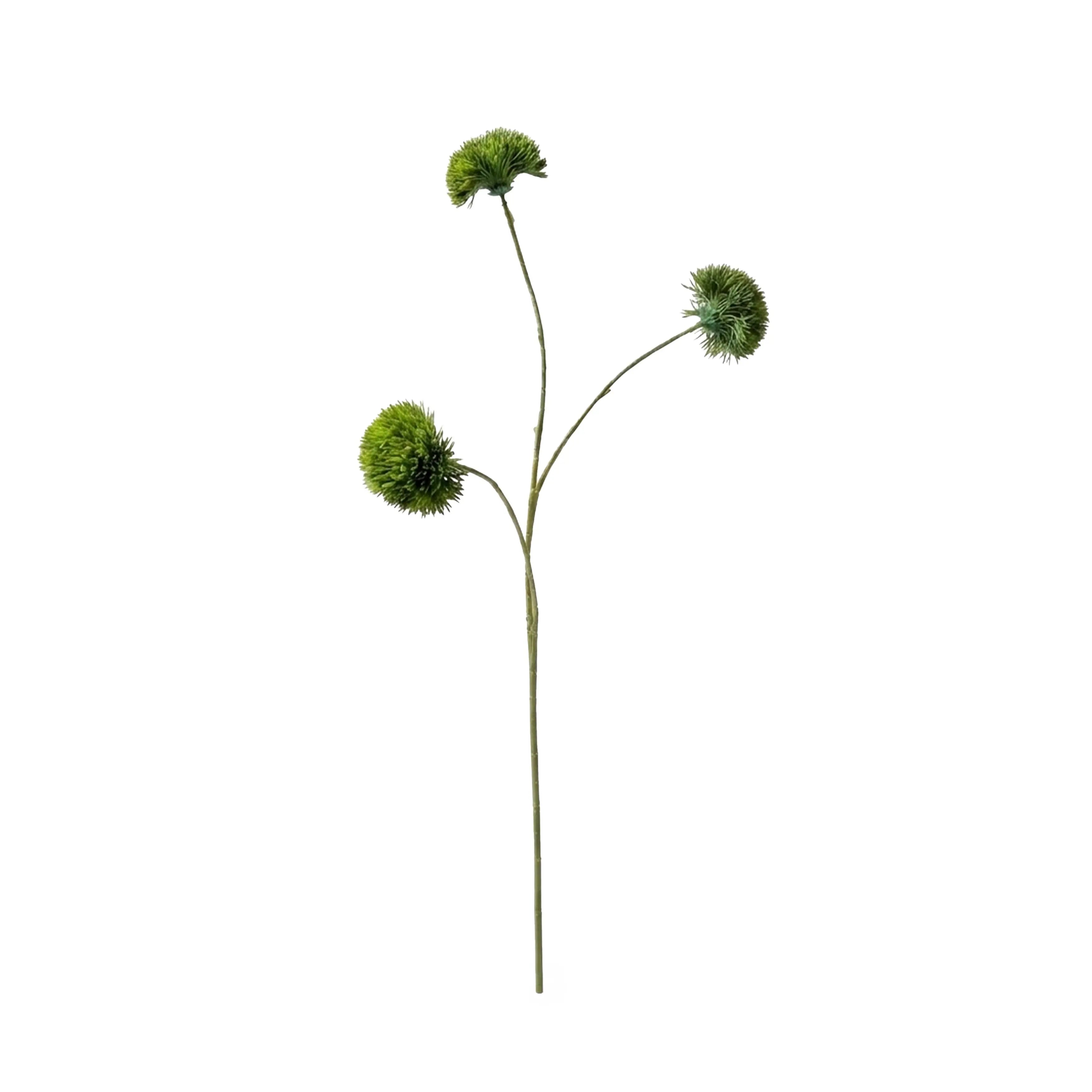 Dianthus Groen 73cm