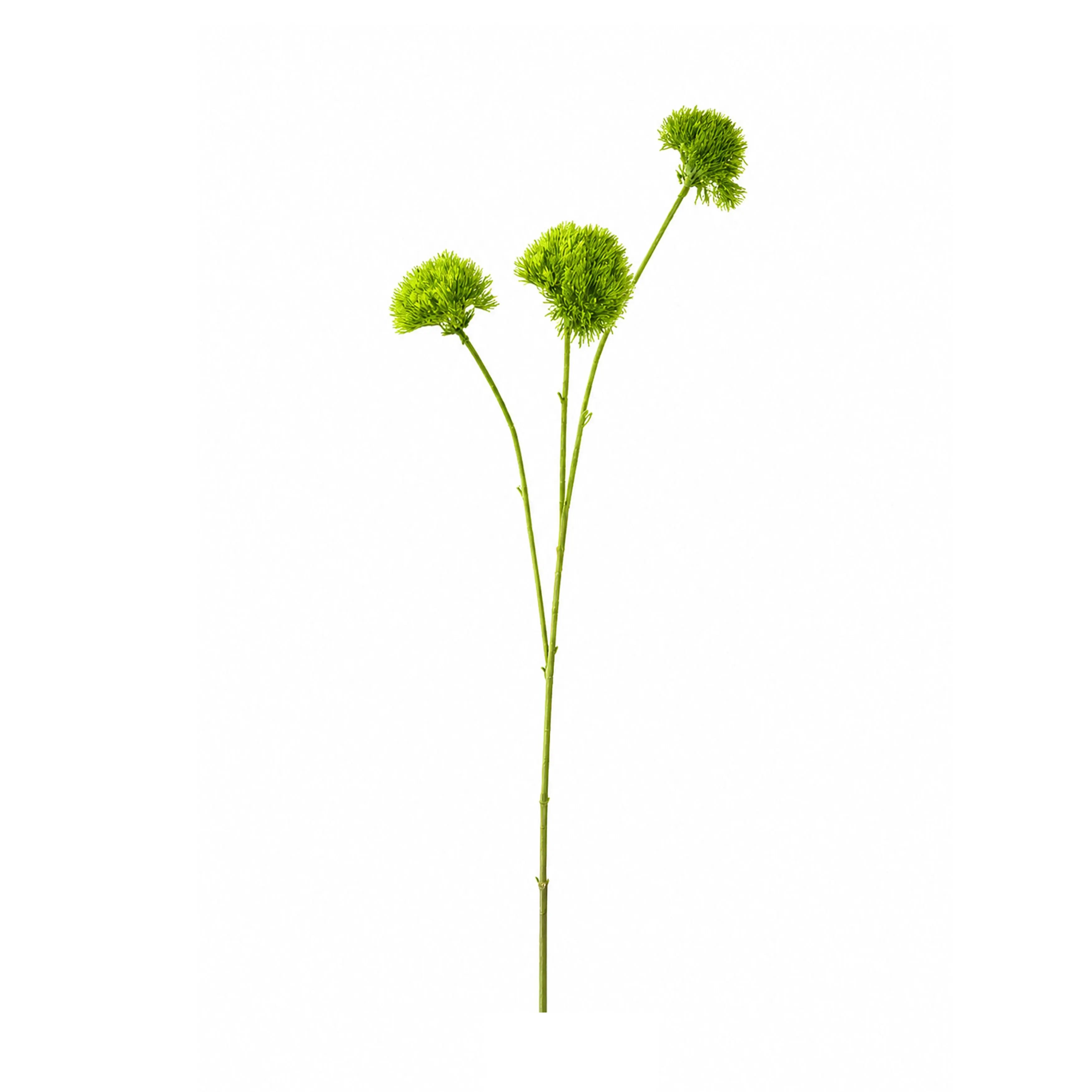 Dianthus Lichtgroen 73cm