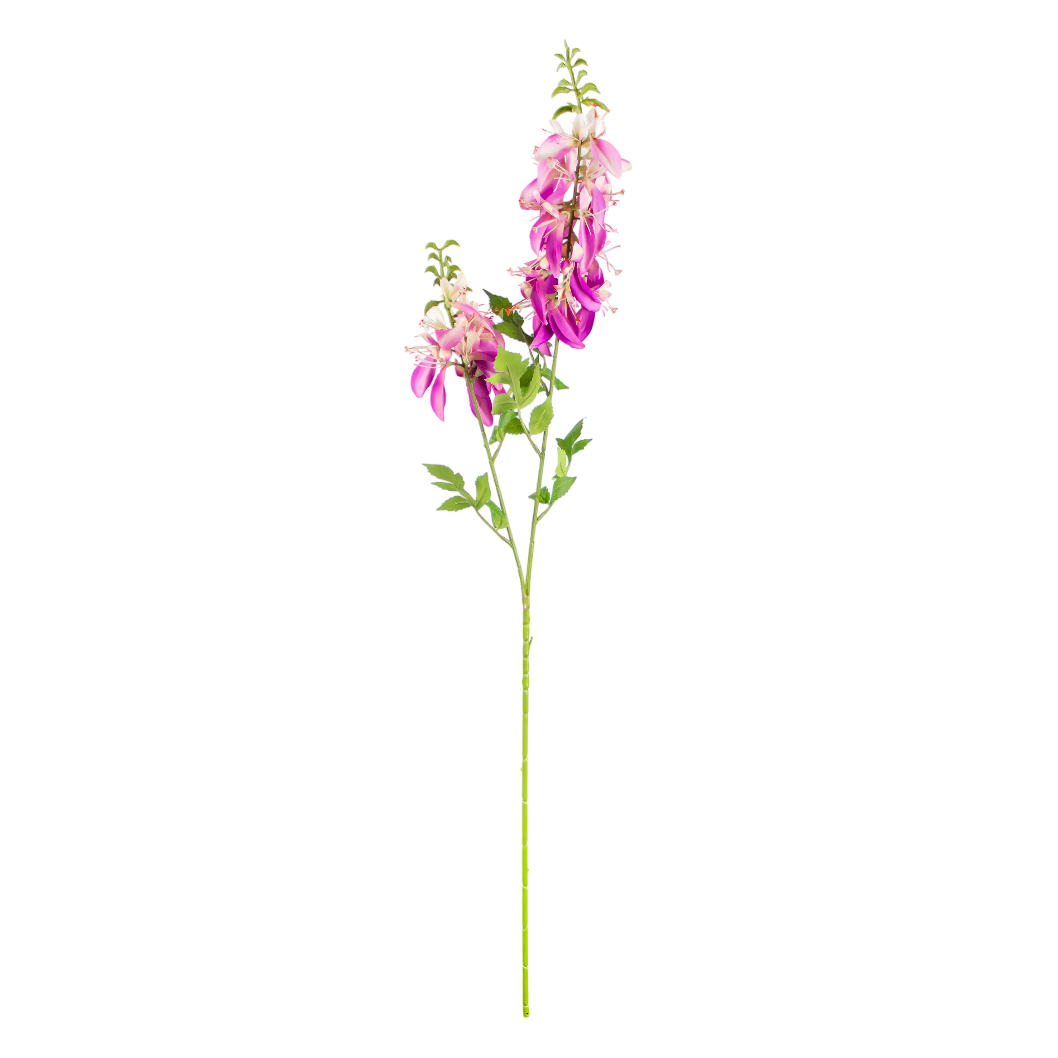 Galsang Roze 100cm
