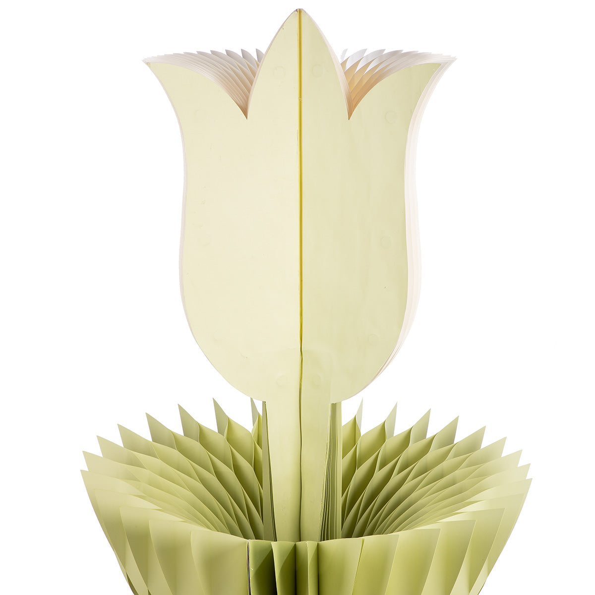 Grote Papieren Tulp Crème 116 cm