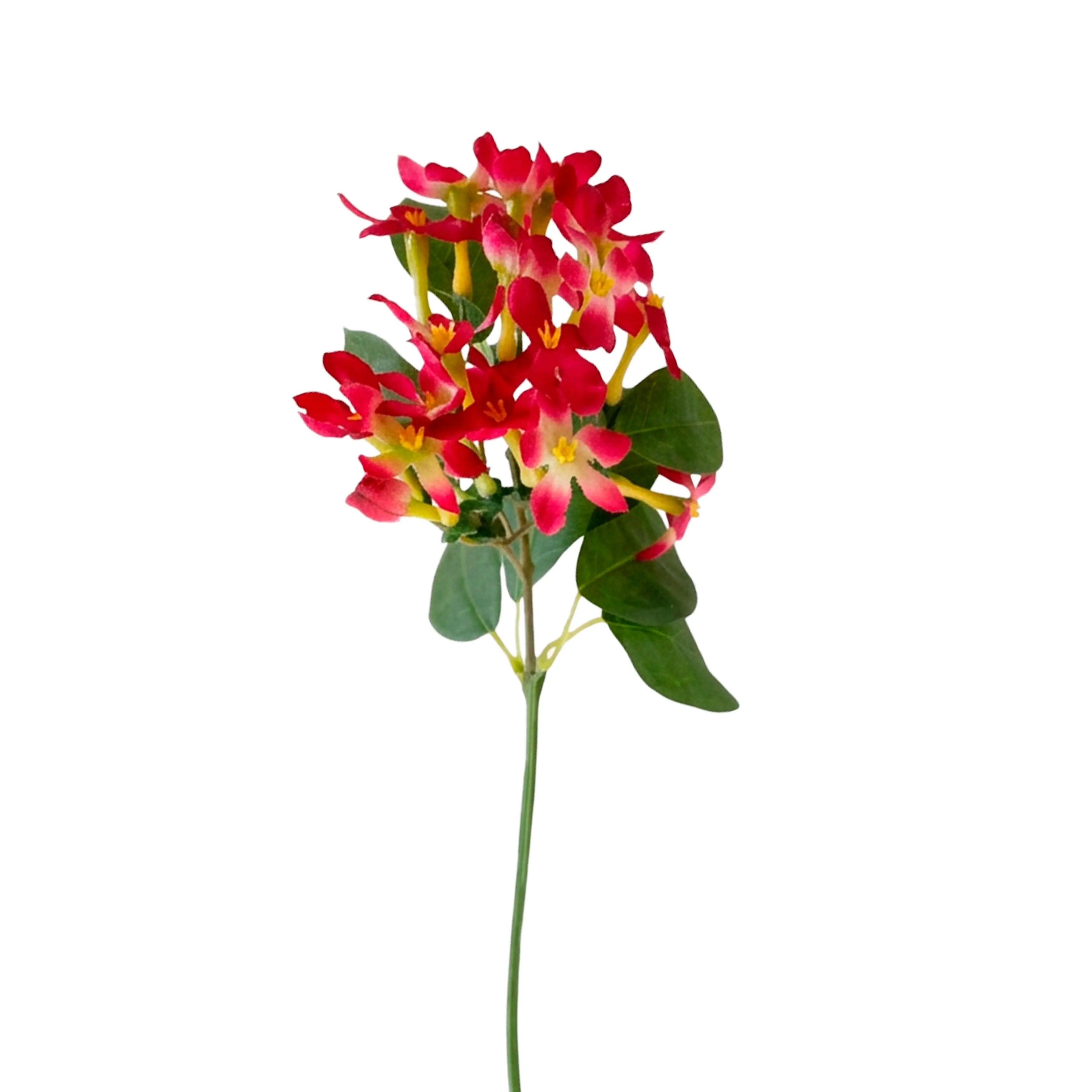 Banana Shrub Fuchsia 37cm