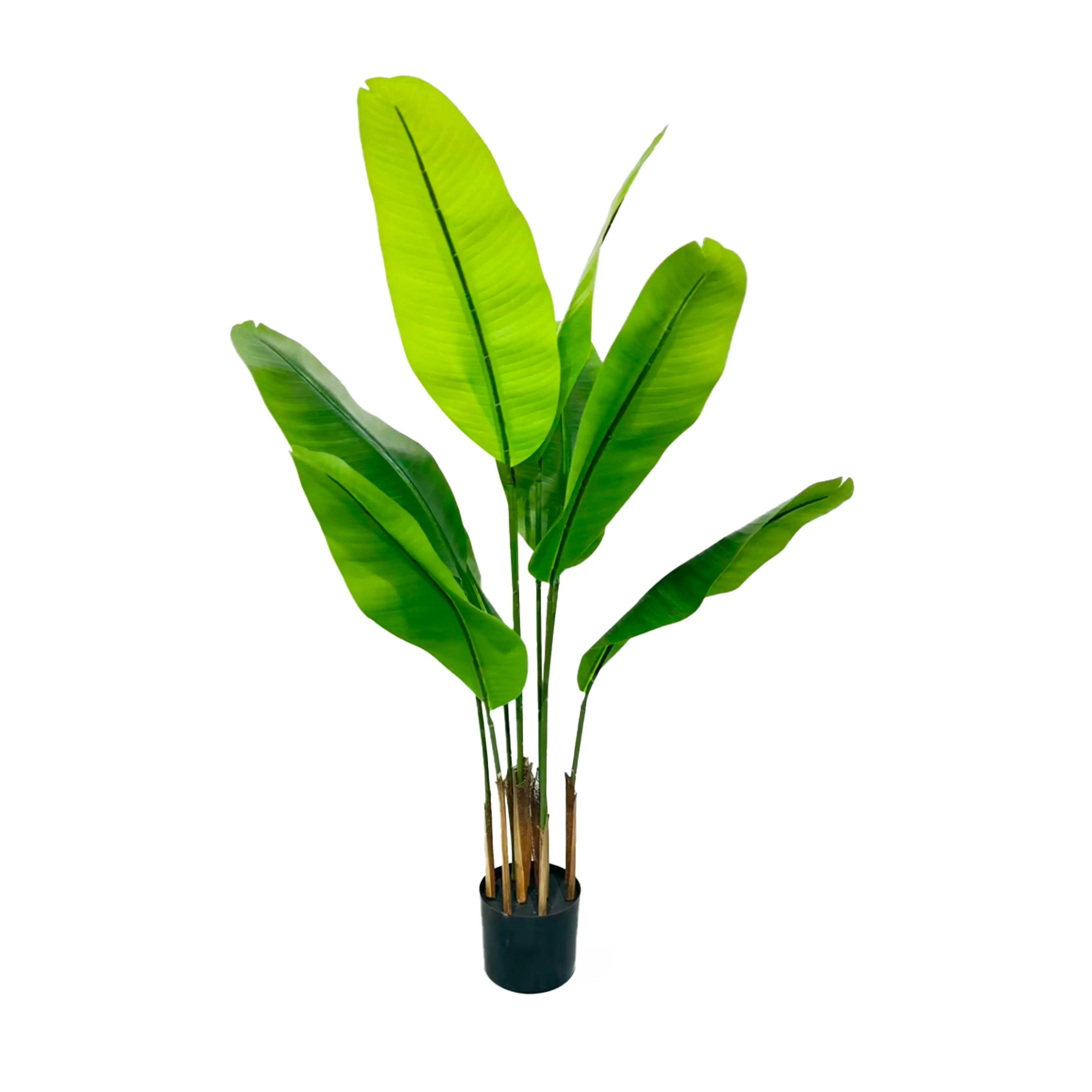 Bananenplant 120cm