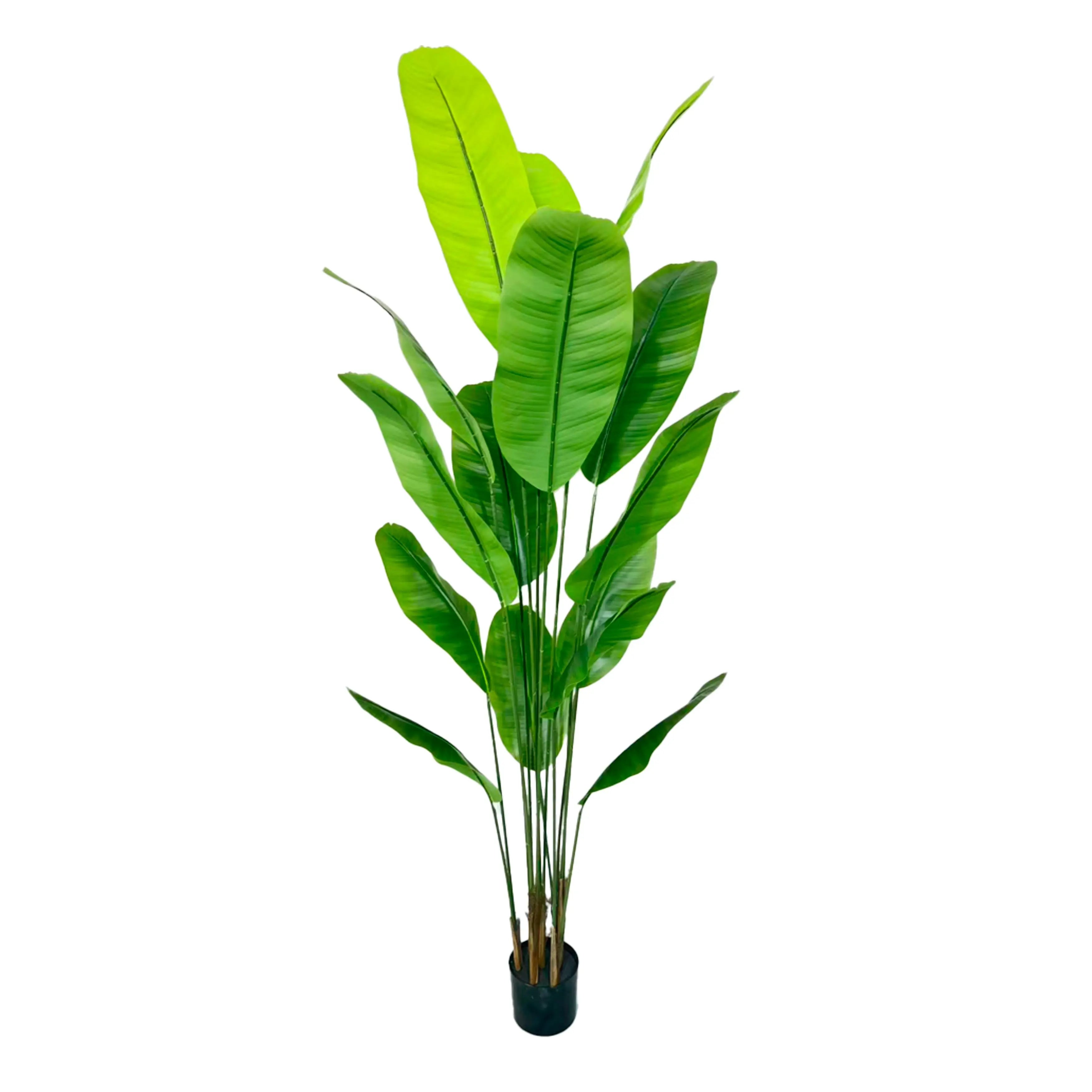 Bananenplant 180cm
