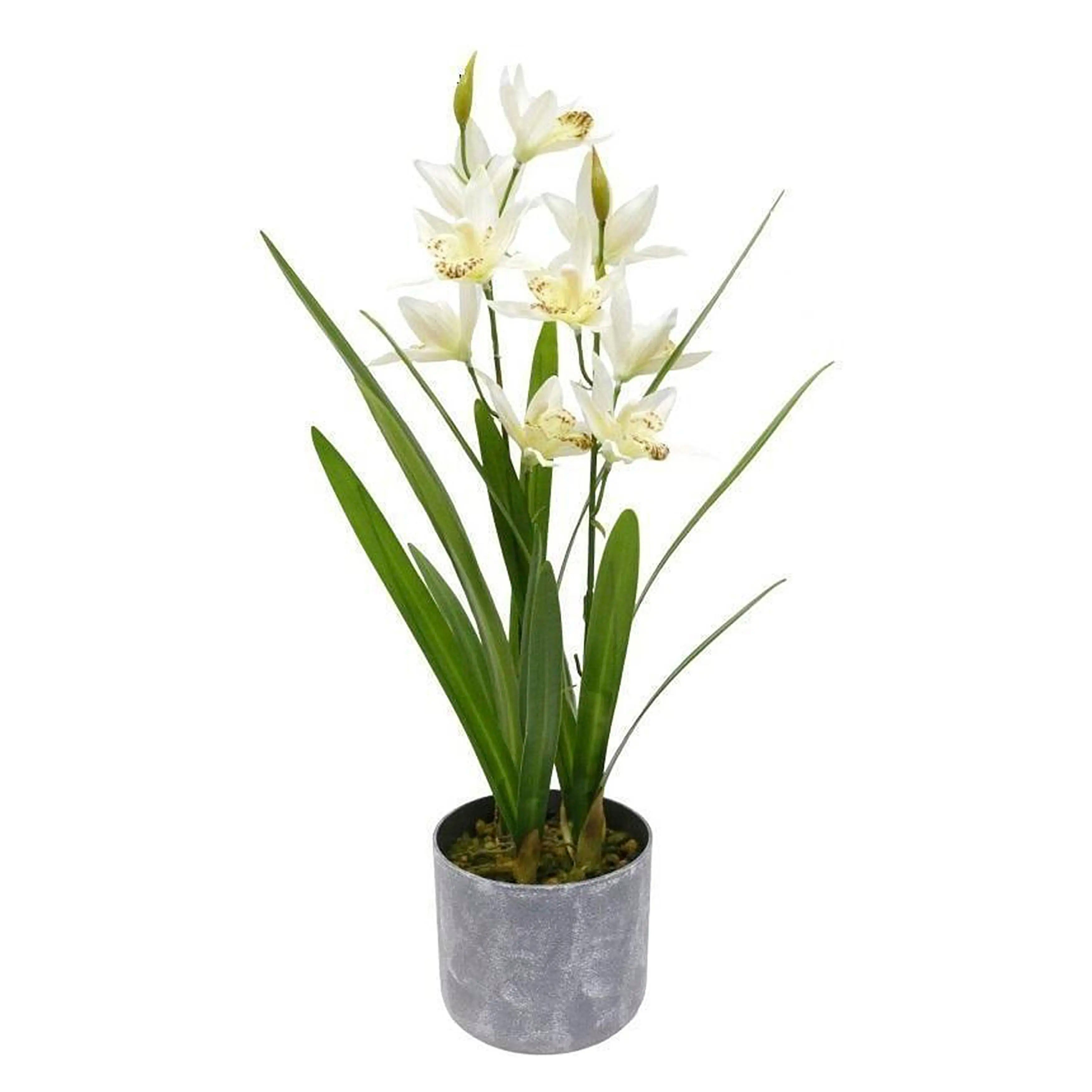 Cymbidium Plant Wit 18x18x54cm