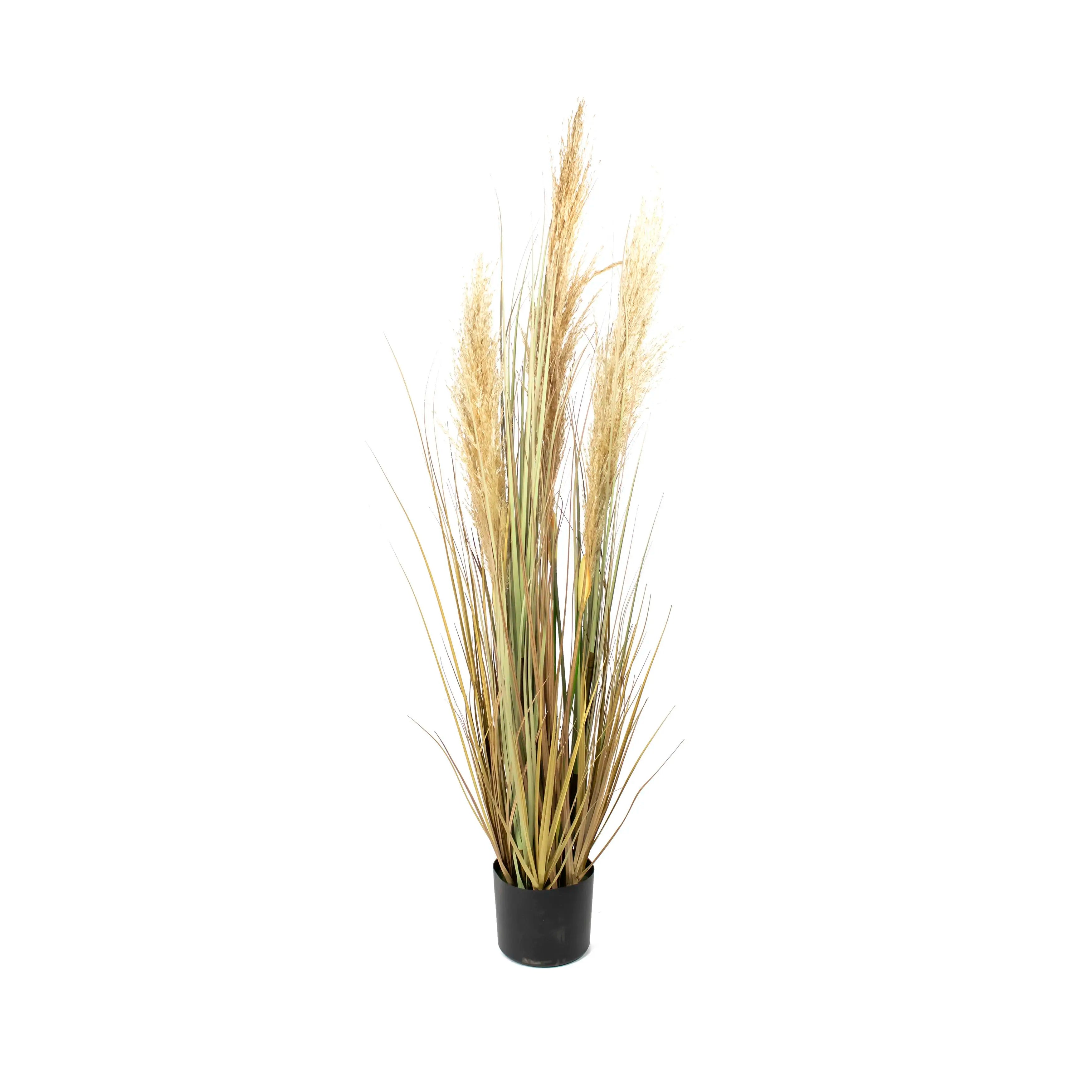 Pampas 120cm