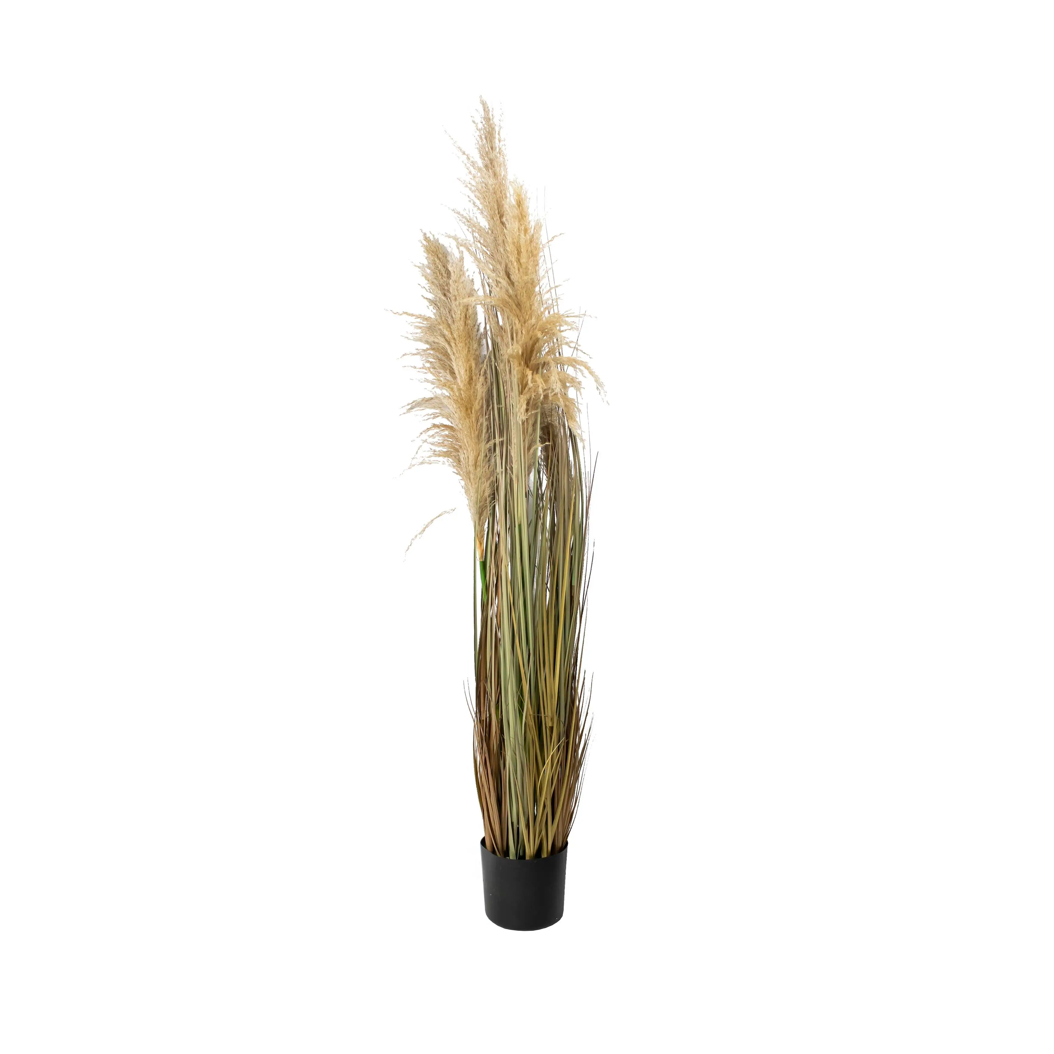 Pampas 150cm