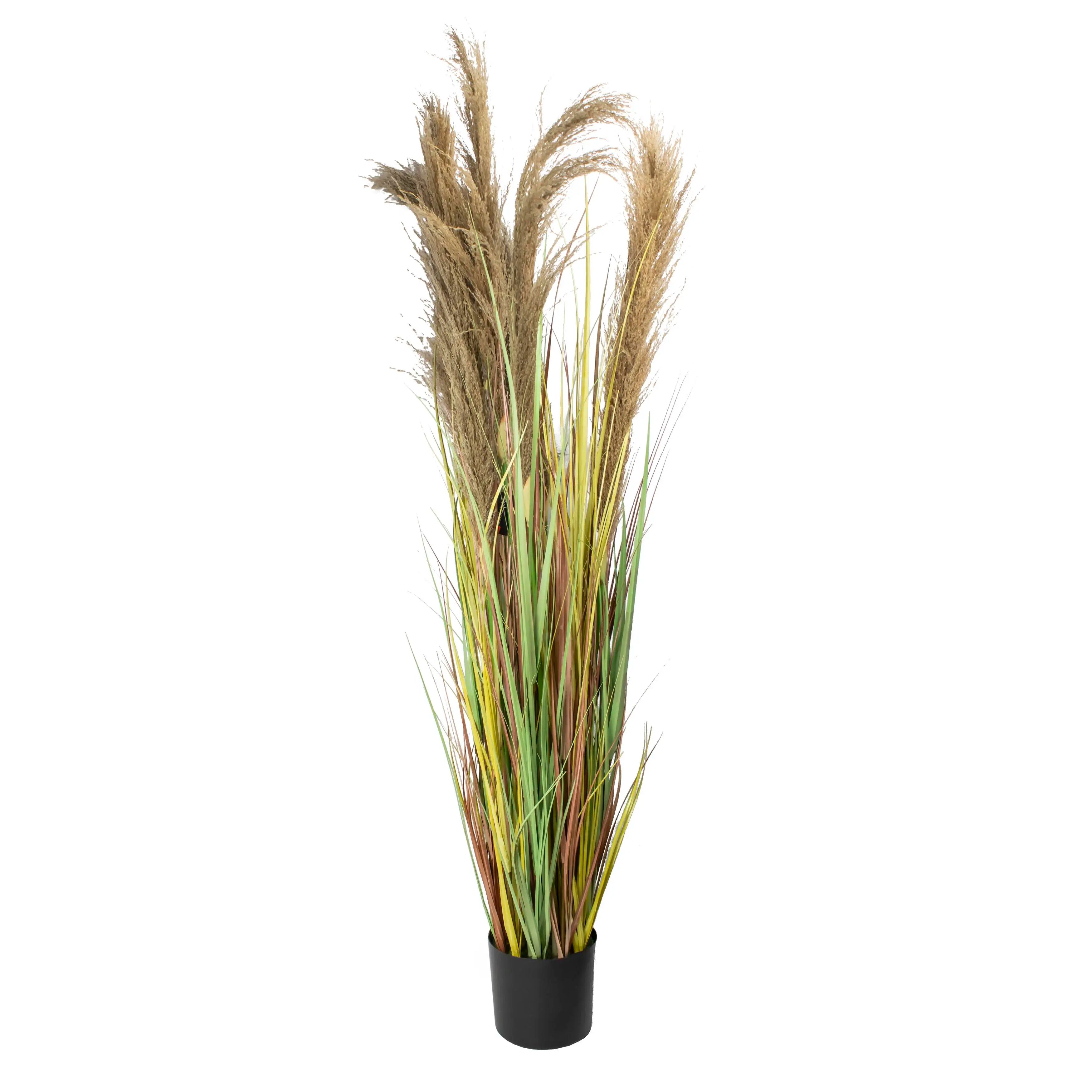 Pampas 180cm