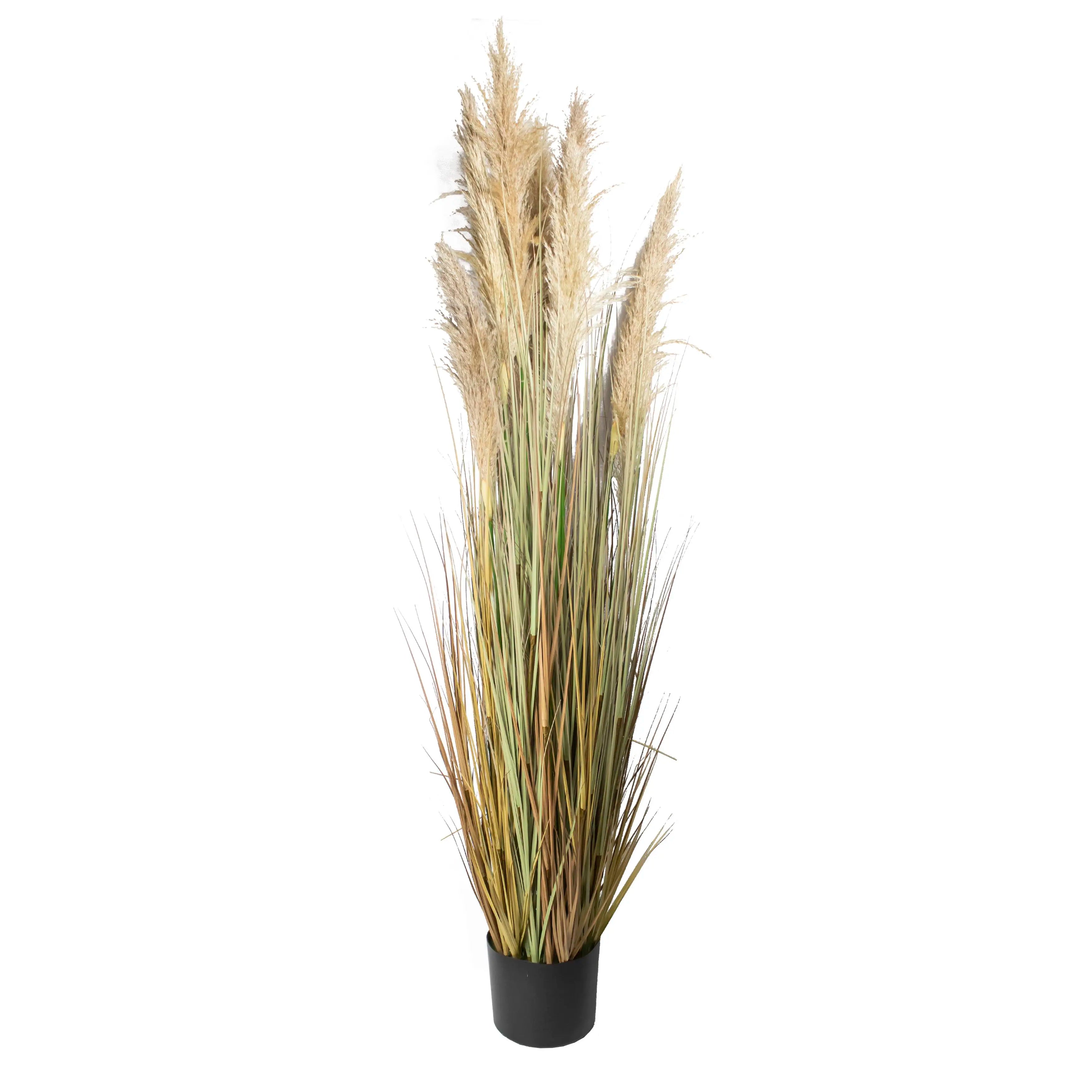 Pampas 220cm