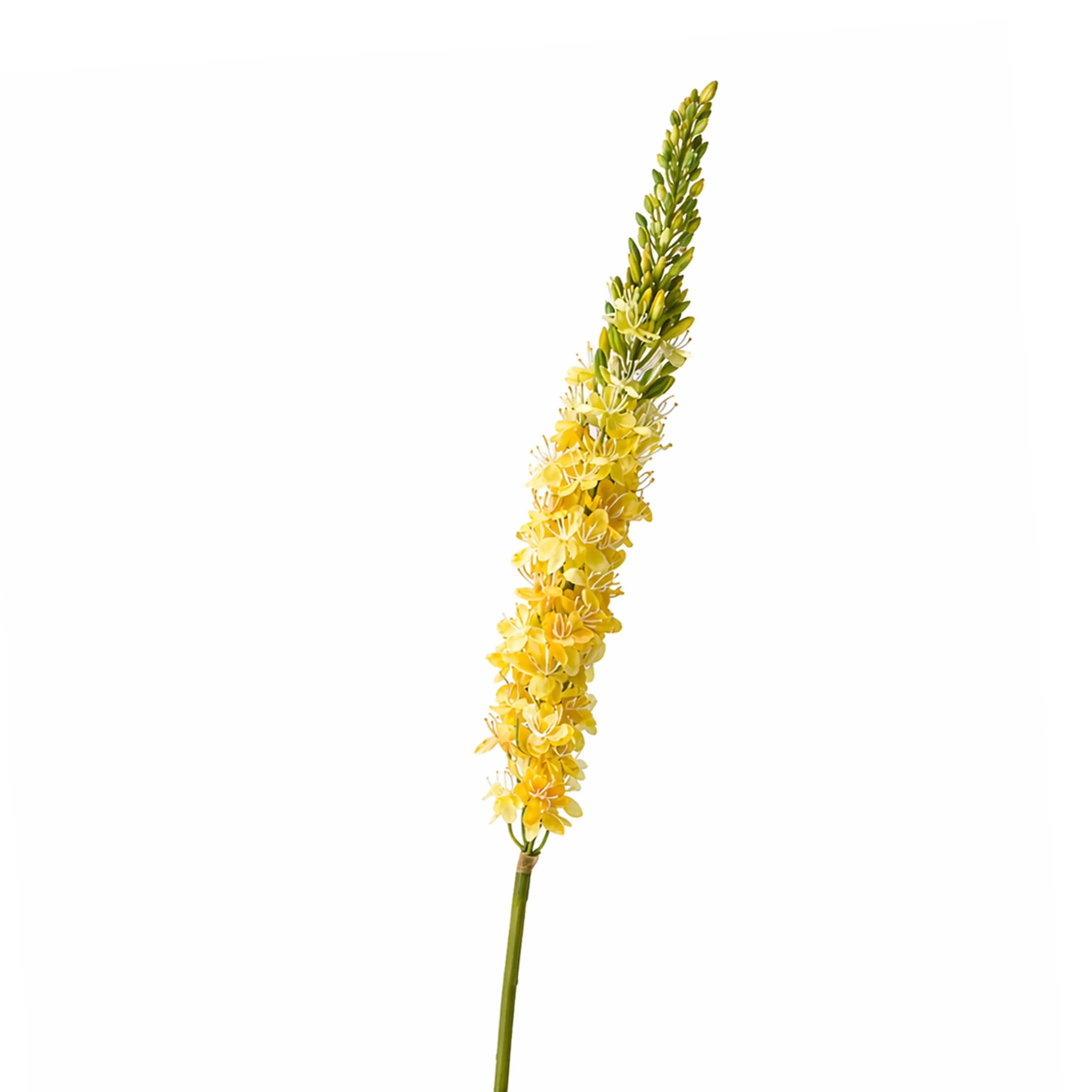 Eremurus Geel 106cm
