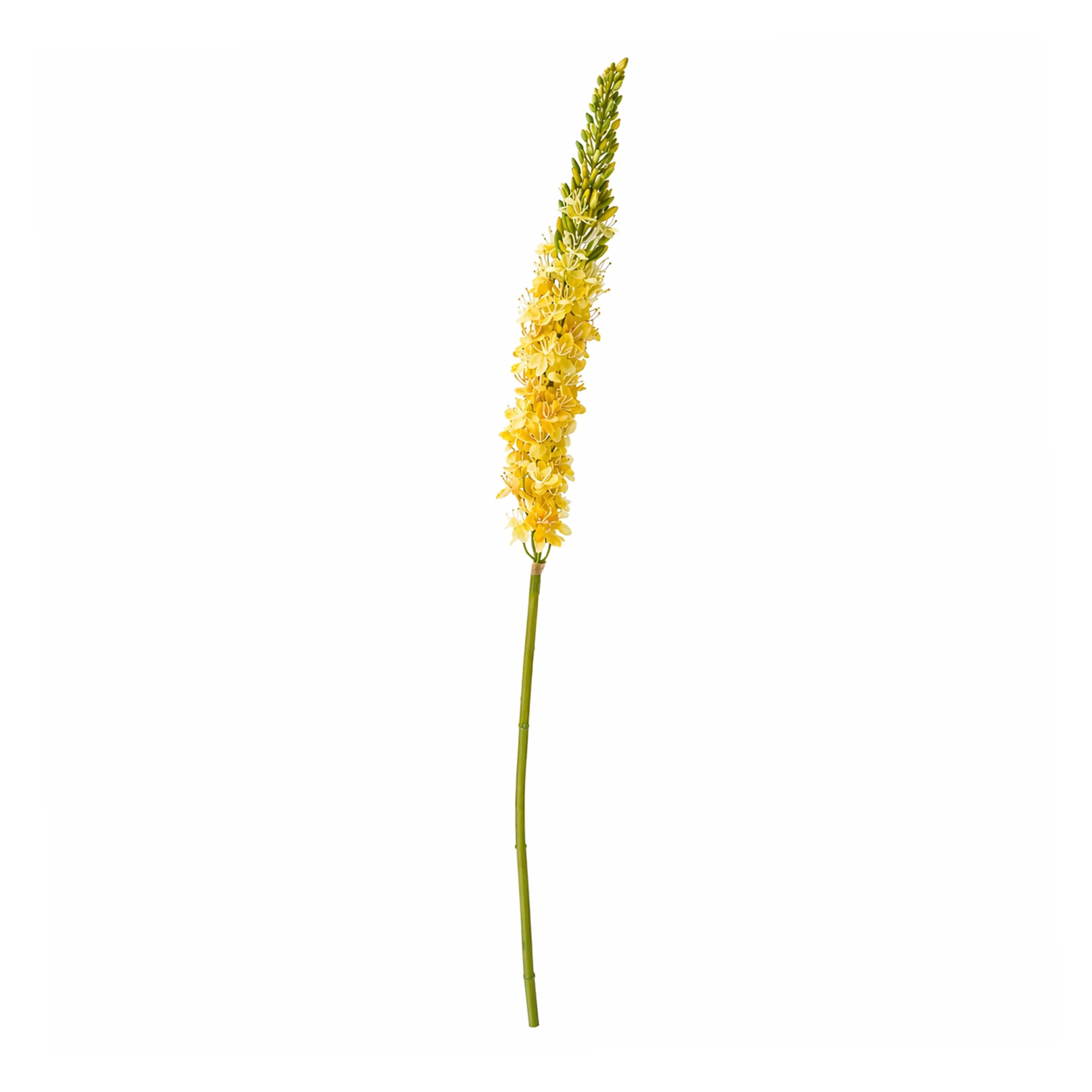 Eremurus Geel 106cm