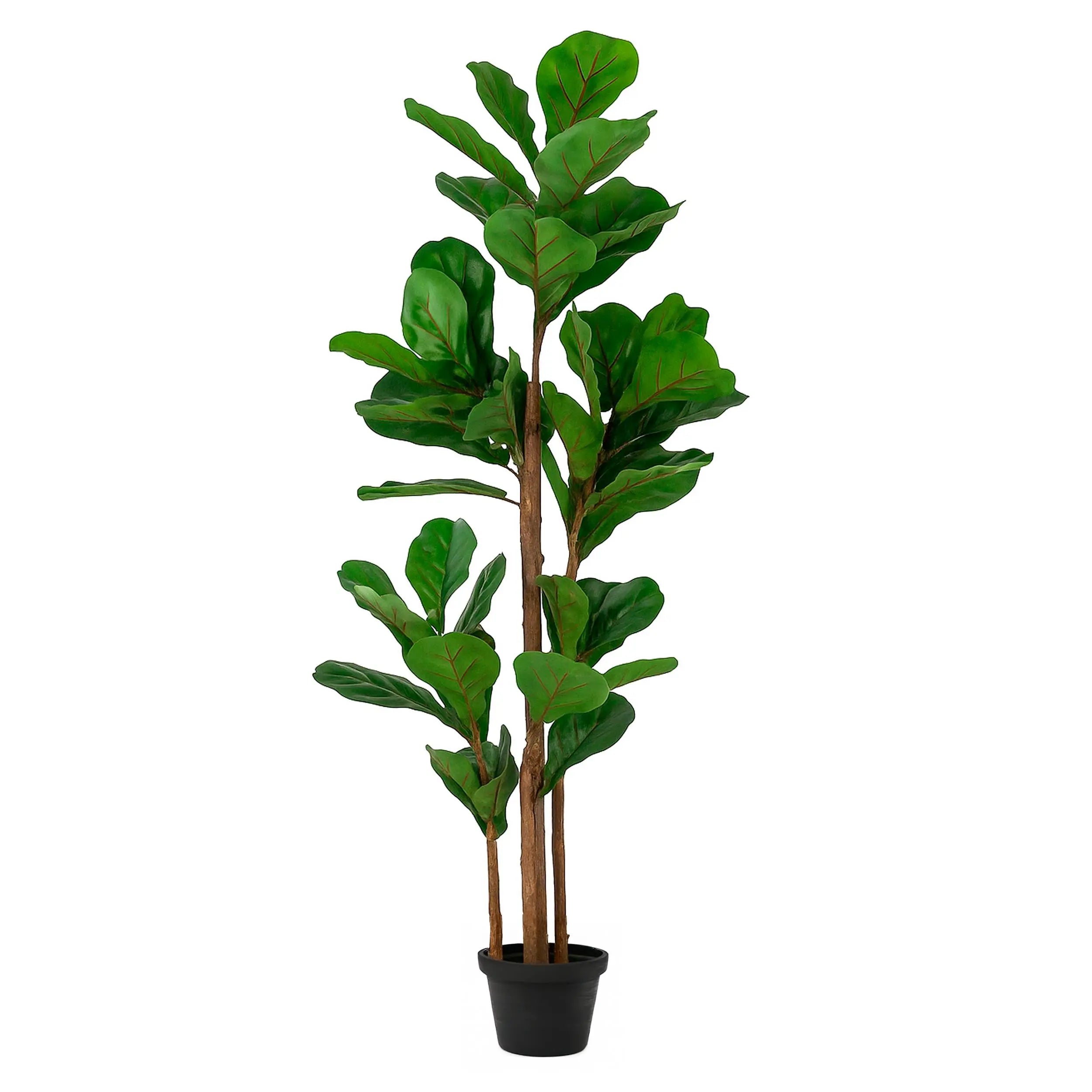 Ficus Boom 150cm
