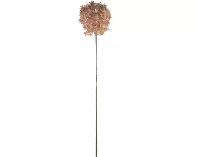 Allium Roze 75cm