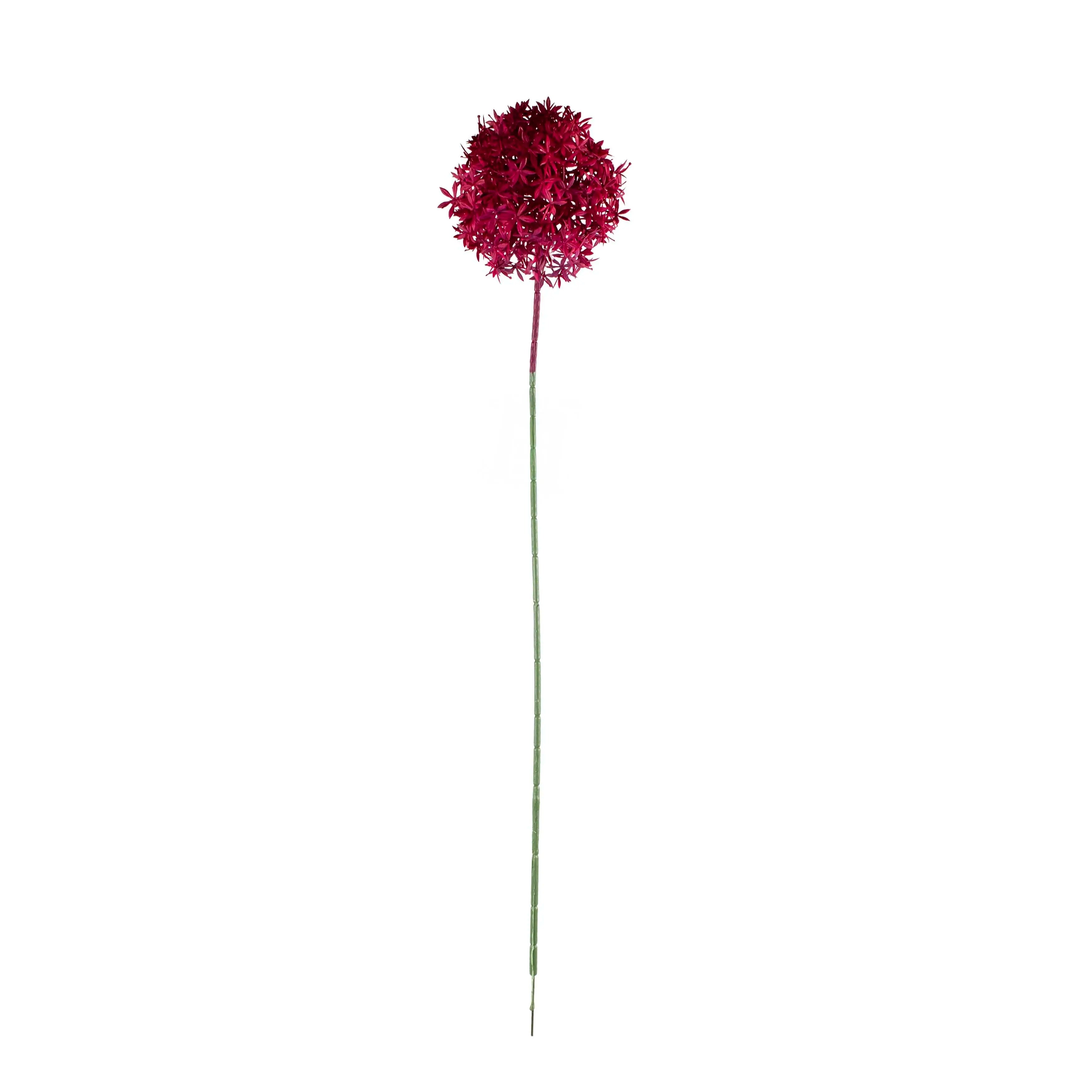 Allium Fuchsia 75cm