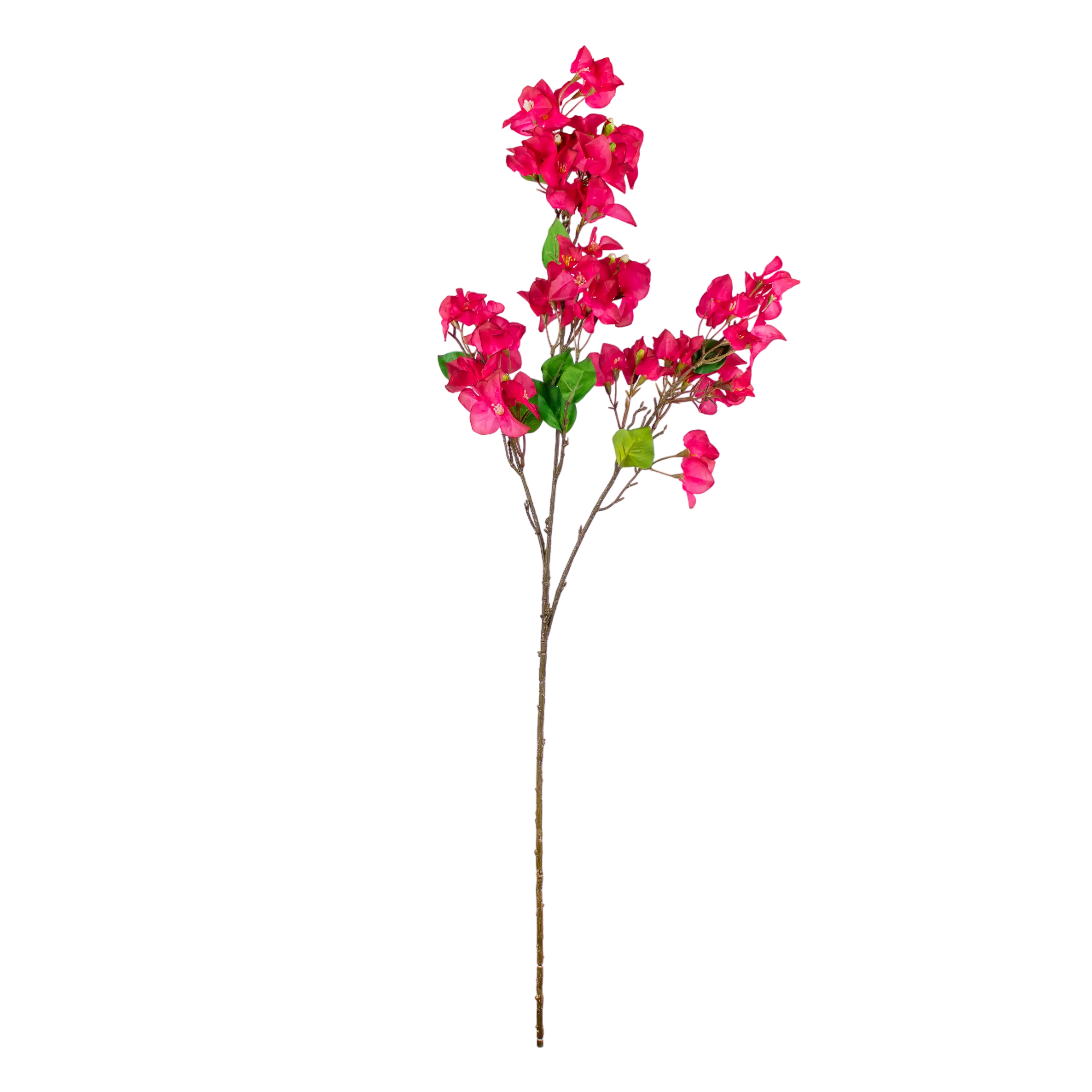 Bougainvillea Rood 105cm