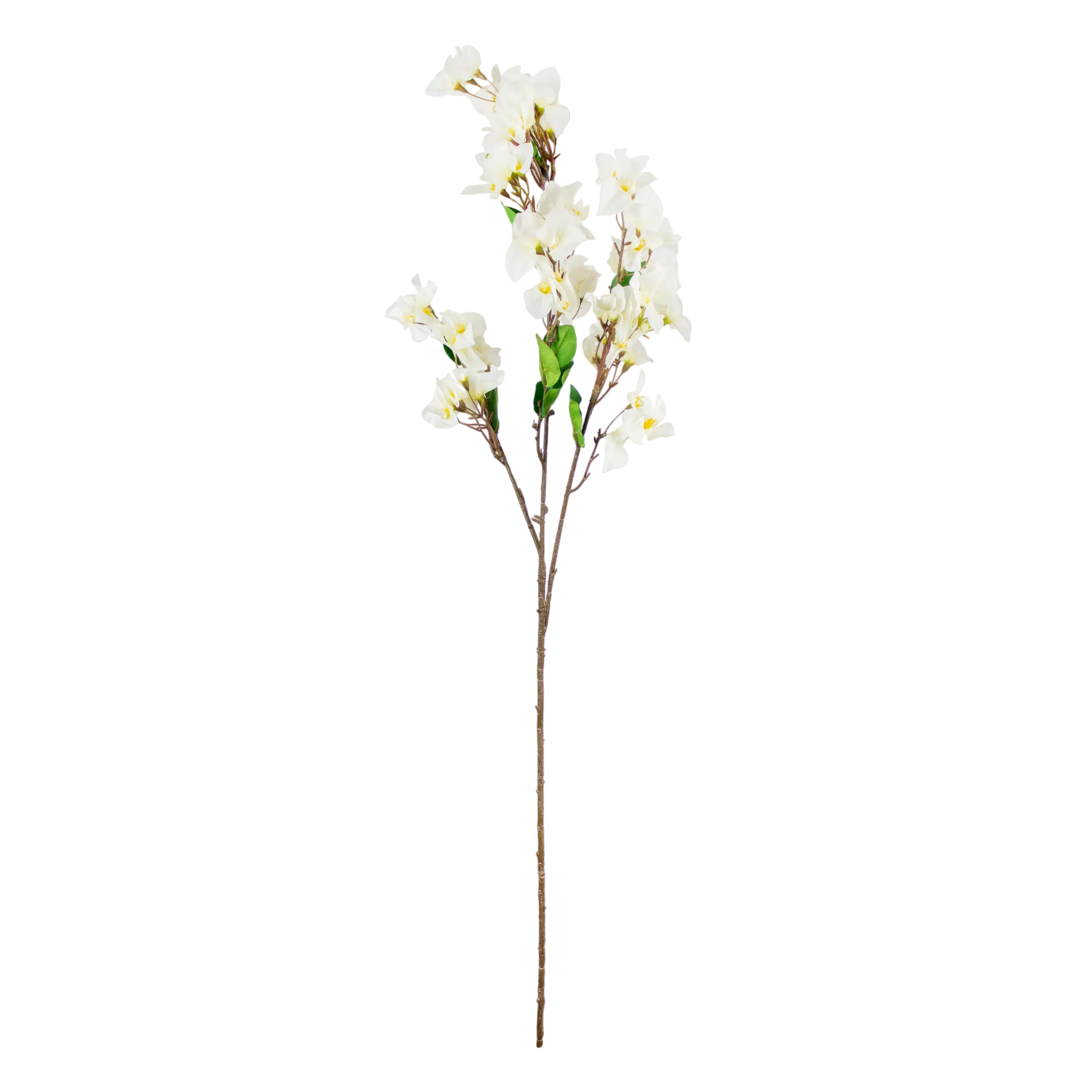 Bougainvillea Wit 105cm