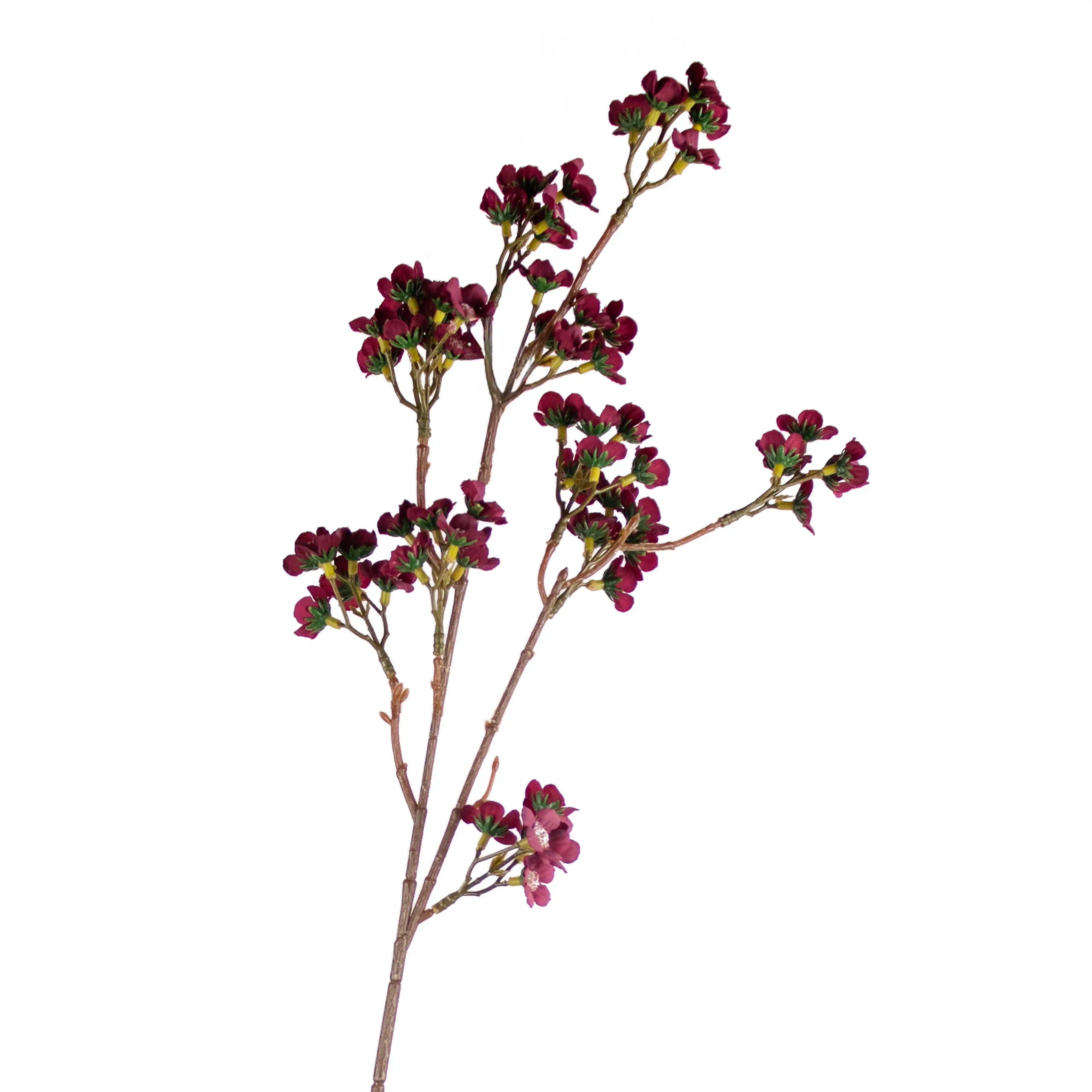 Chamelaucium Burgundy 73cm