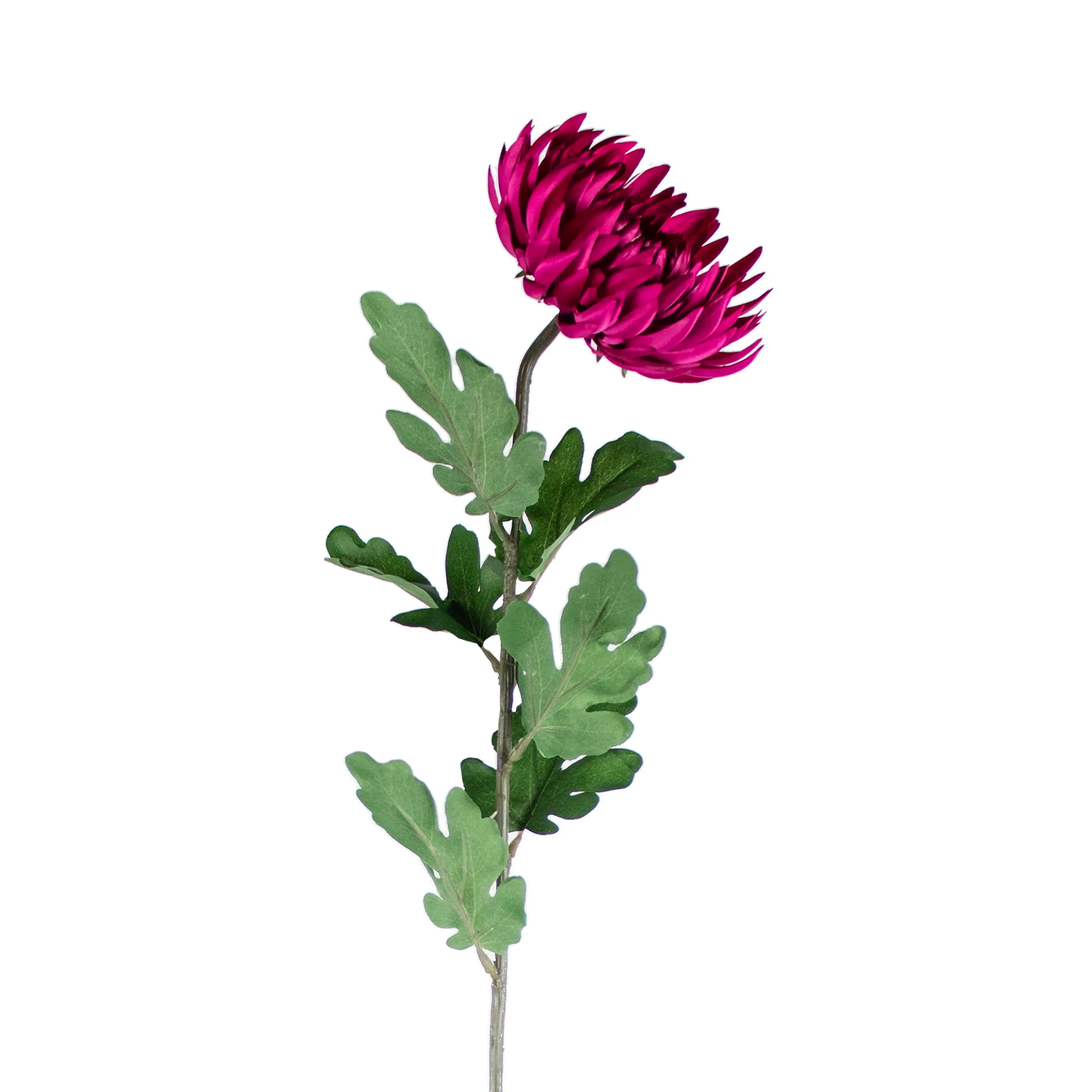 Chrysanthemum Fuchsia 80cm