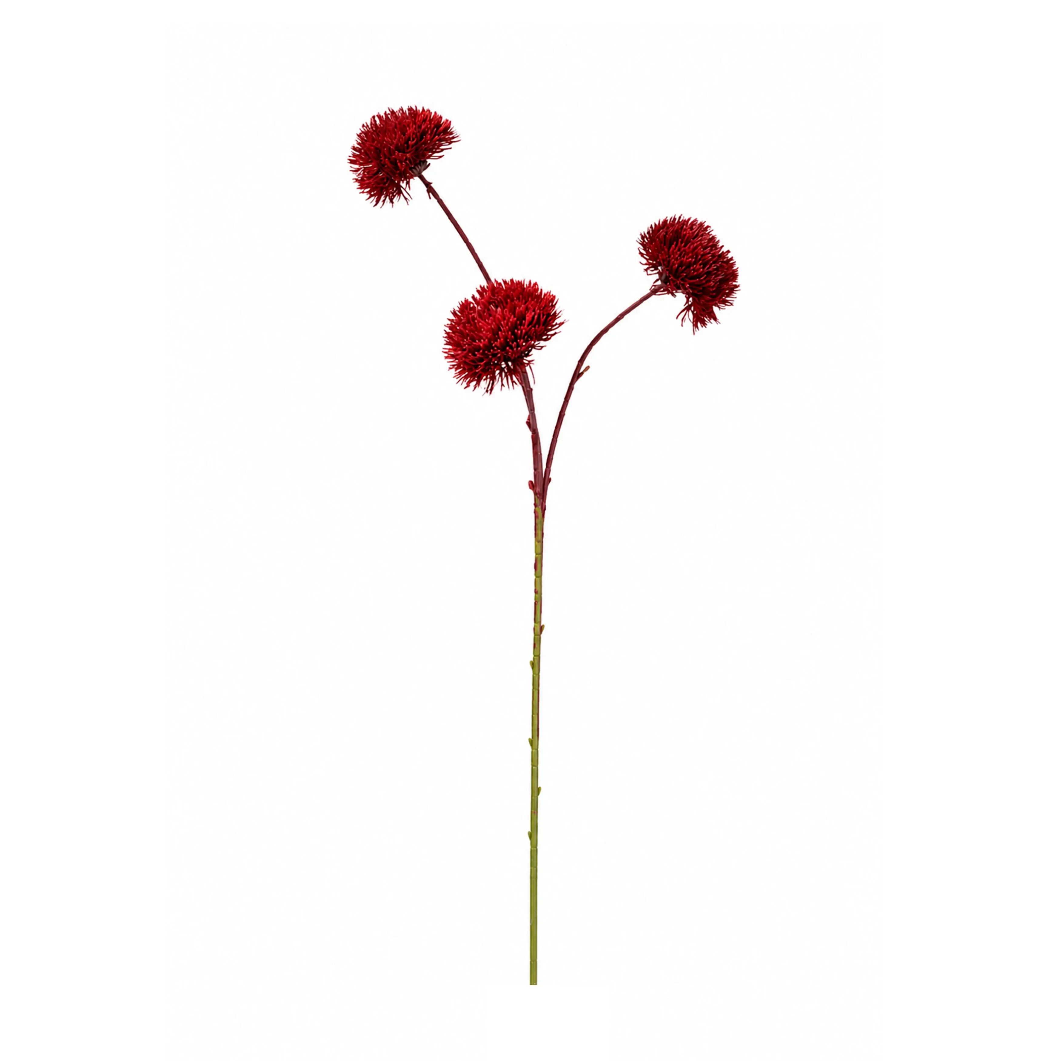 Dianthus Rood 73cm
